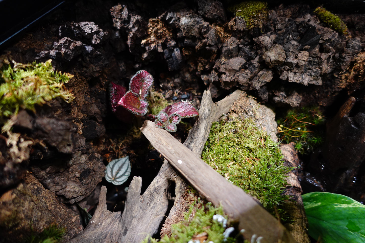 vivarium #2