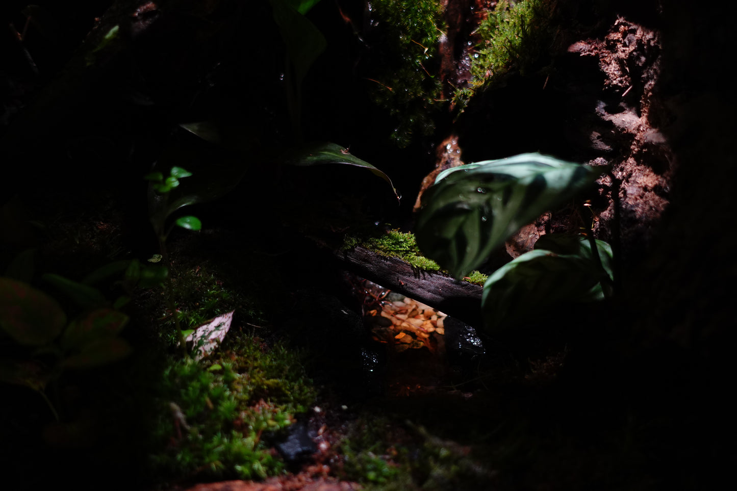 vivarium #2