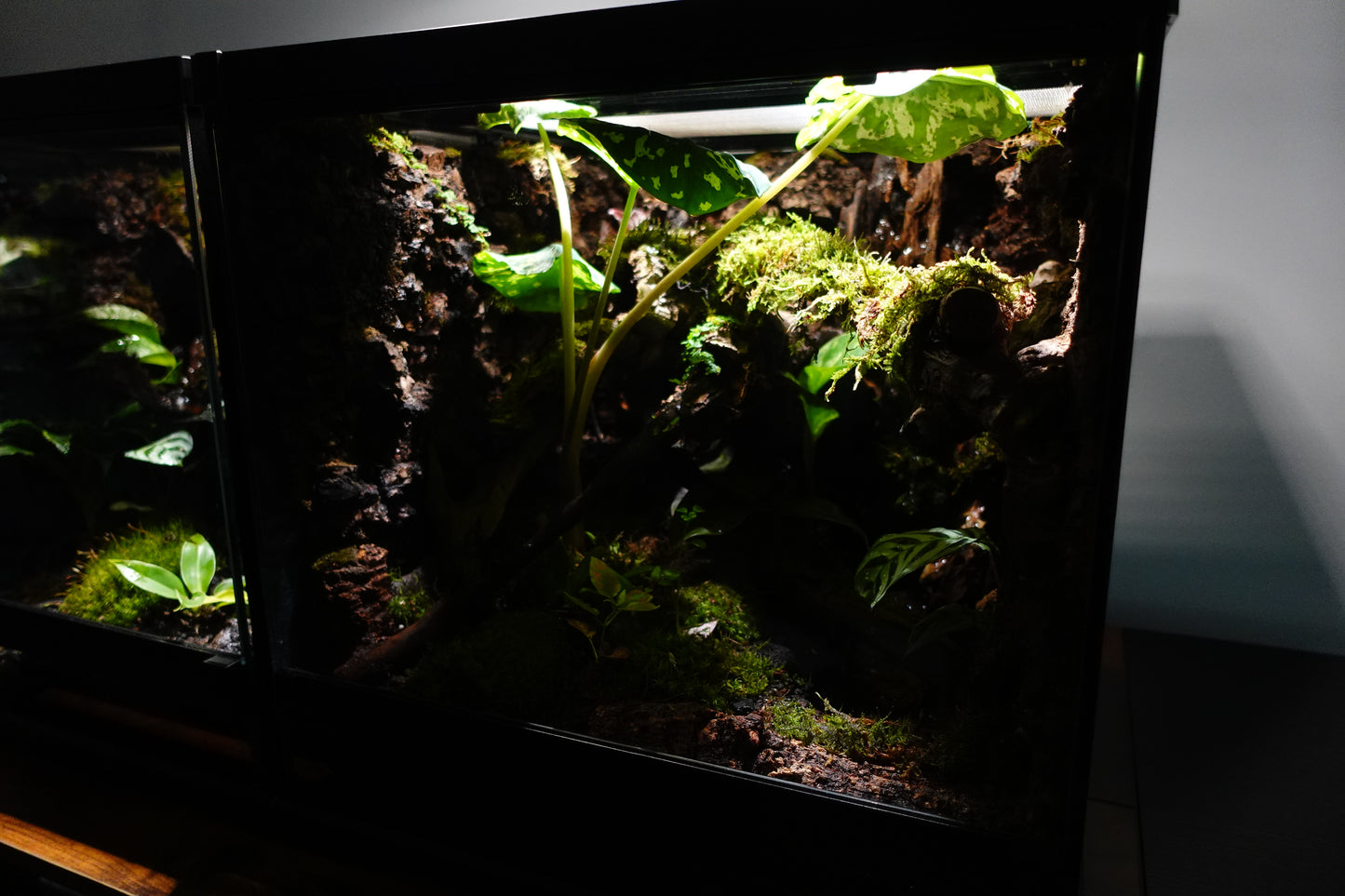 vivarium #2