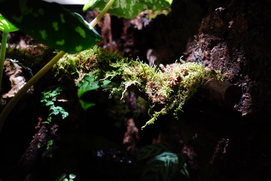vivarium #2