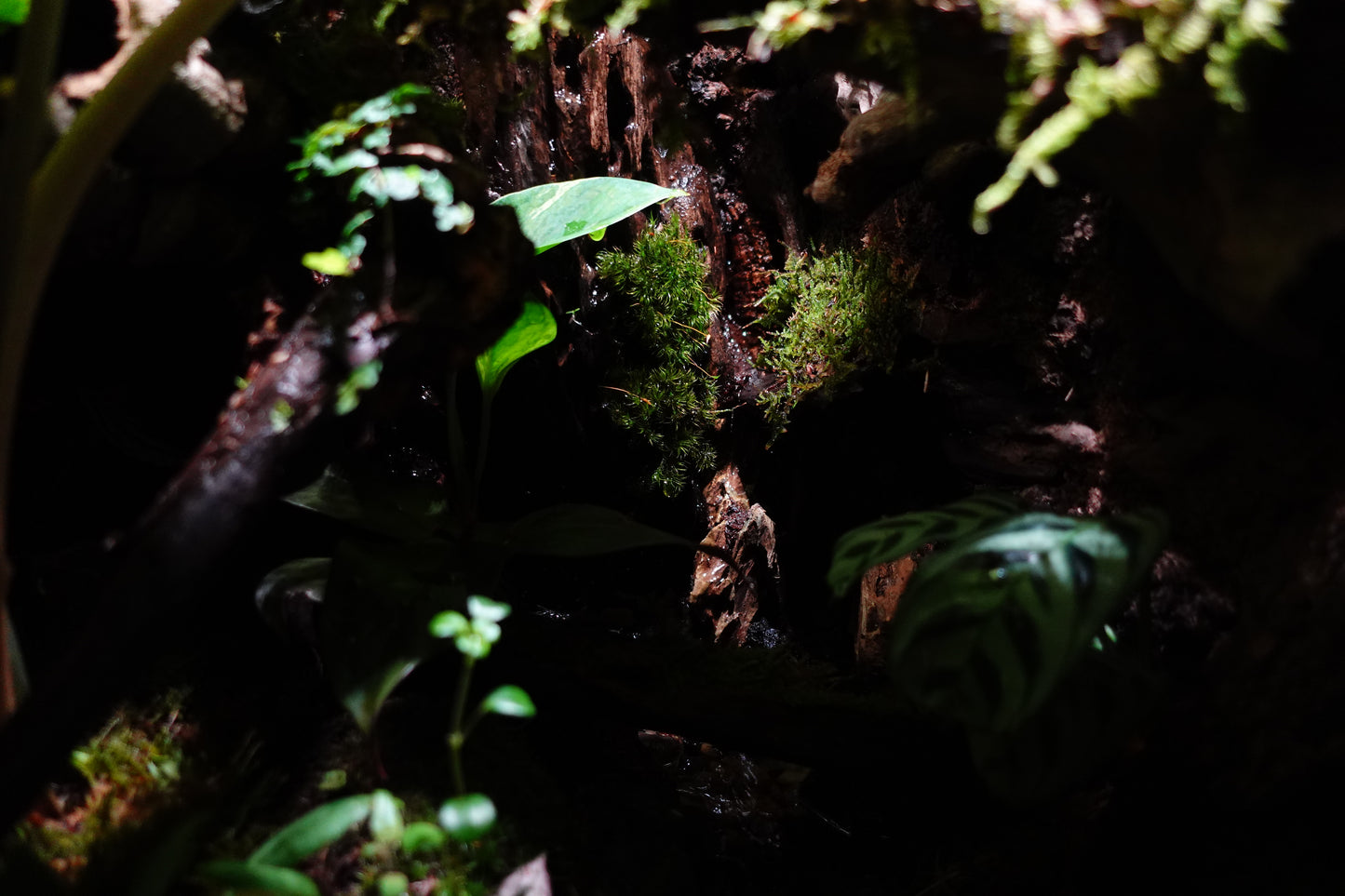 vivarium #2