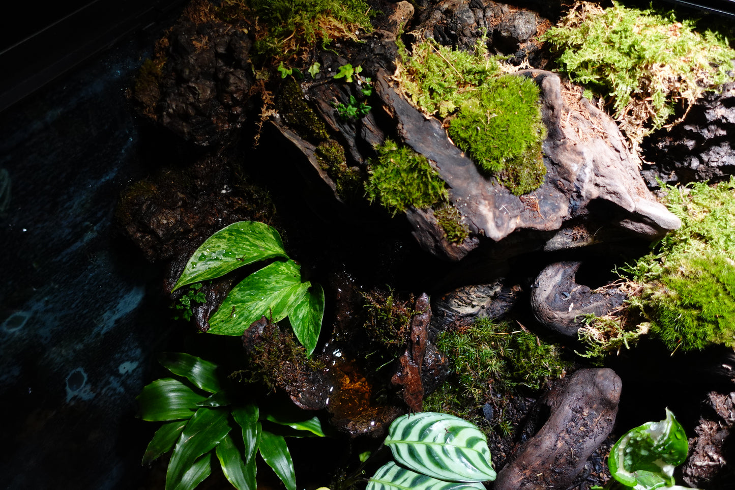 Vivarium #1