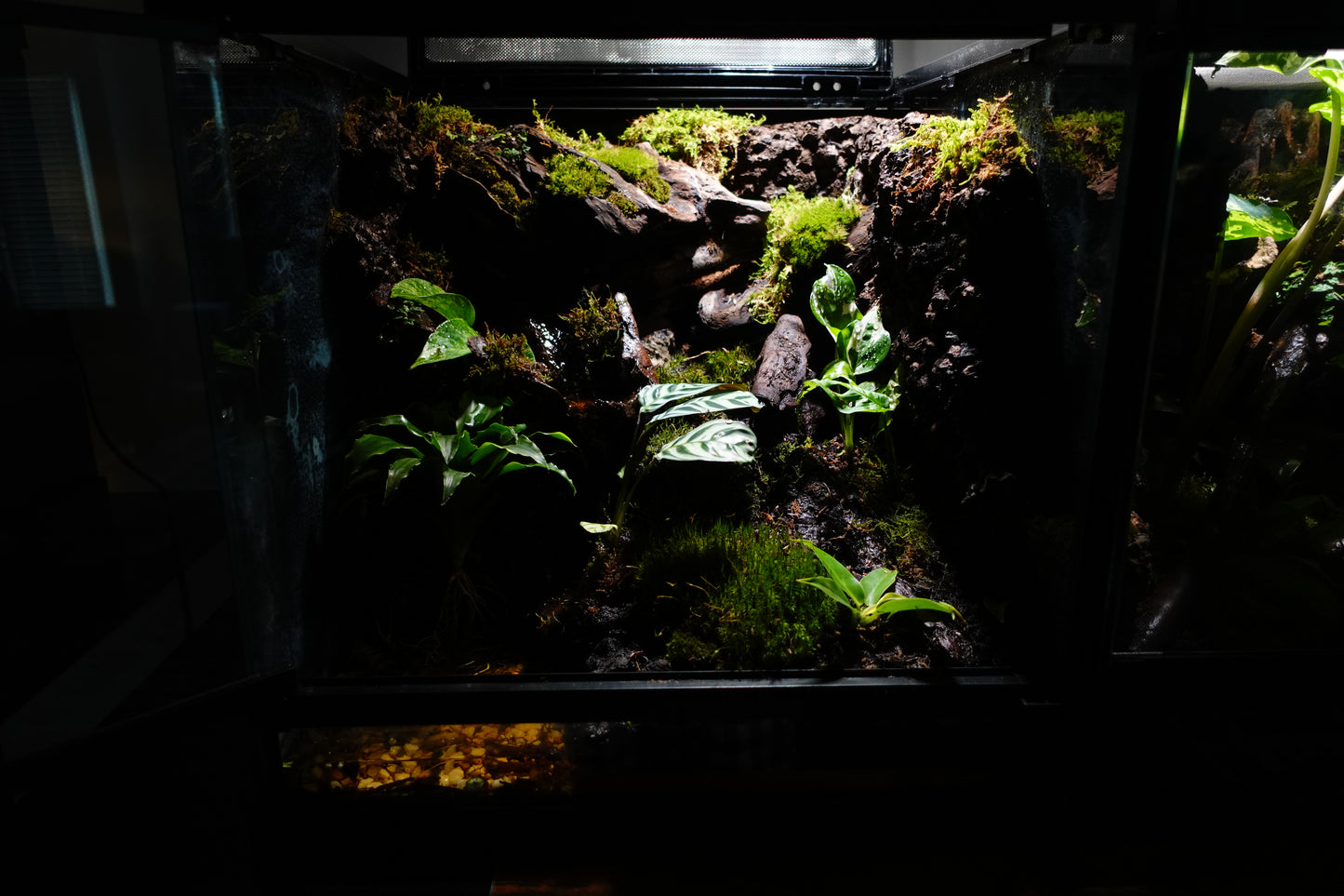 Vivarium #1