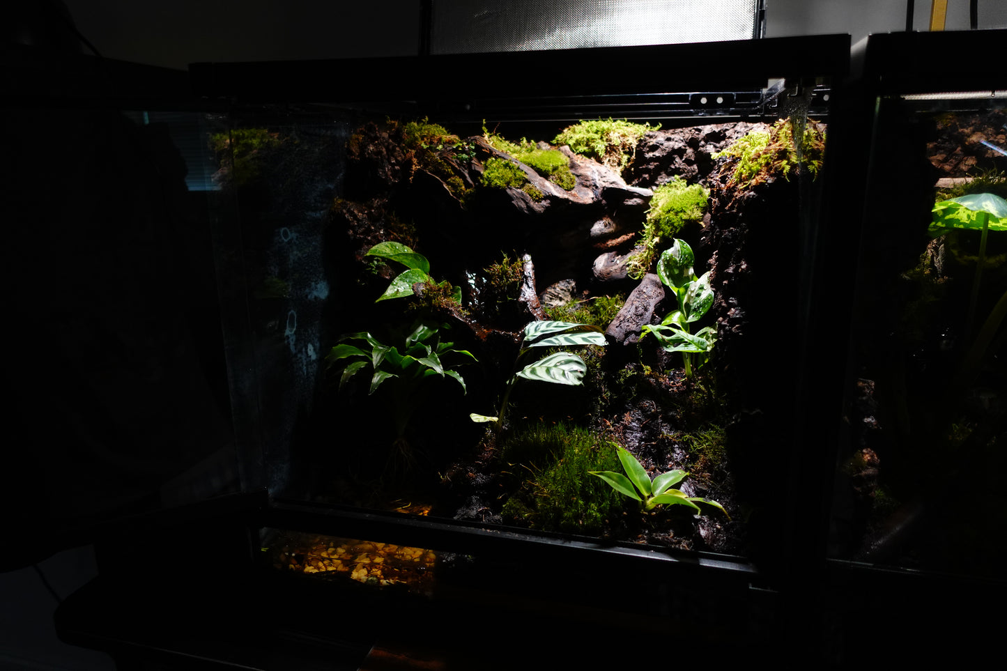 Vivarium #1