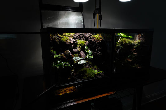 Vivarium #1