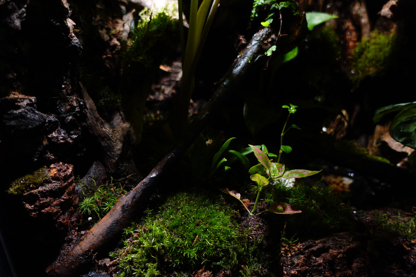 vivarium #2