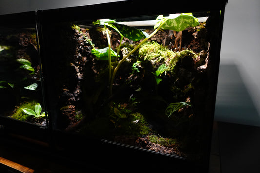 vivarium #2